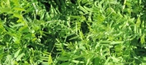 Vesce velue LATIGO hiver non traité