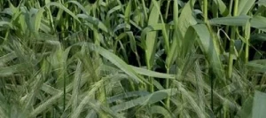 Seigle multicaule LESAN non traité