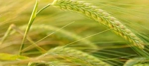 Orge 2R VERTICALE AB non traité