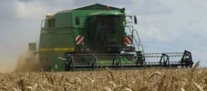 Blé tendre GWENN AB COPSEED