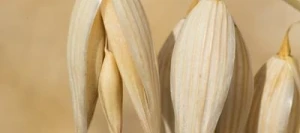 Avoine VODKA blanche VIBRANCE GOLD