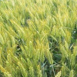 Blé tendre IZALCO AB COPSEED