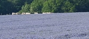 Lin oléagineux OPERA printemps non traité