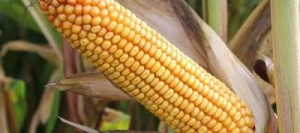 Maïs très précoce AGA TURBO MaïsPROTECTOR