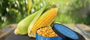 Maïs précoce BELUGA MaïsPROTECTOR