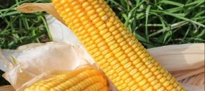 Maïs précoce HULK MEGA MaïsPROTECTOR