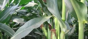 Maïs très précoce RENDEZVOUS REDIGO