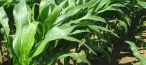 Maïs précoce INFOLIO AB SAS INSEMO B