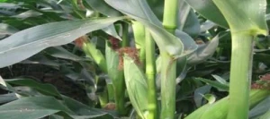 Maïs précoce ALBIREO REDIGO