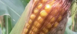 Maïs demi-tardif BOYARD REDIGO