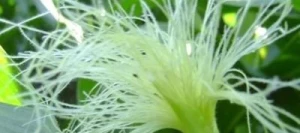 Maïs très précoce MARCAMO AB non traité