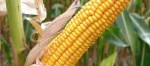 Maïs très précoce OLEANDO REDIGO