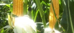 Maïs précoce BRIGADO REDIGO