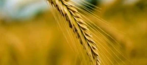 Seigle SM ELARA non traité