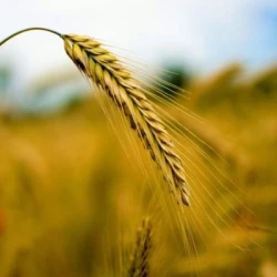 Seigle SM ELARA non traité