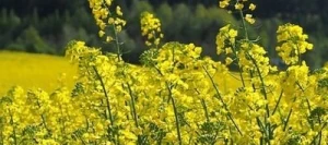 Cameline CAROLINE non traité