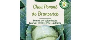 Chou Cabus DE BRUNSWICK - VILMORIN