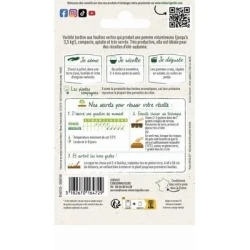 Chou Cabus DE BRUNSWICK - VILMORIN