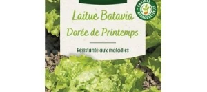 Laitue Batavia DORÉE de PRINTEMPS - VILMORIN
