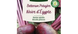 Betterave D'EGYPTE - VILMORIN