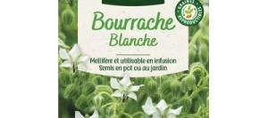 Bourrache Blanche - VILMORIN
