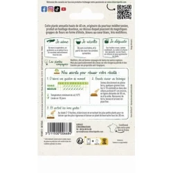 Bourrache Officinale - VILMORIN