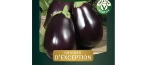 Aubergine BONICA HF1 - VILMORIN