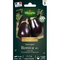 Aubergine BONICA HF1 - VILMORIN