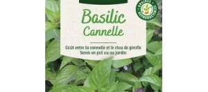 Basilic Cannelle - VILMORIN