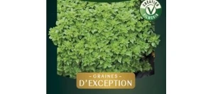 Basilic PISTOU - VILMORIN