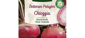 Betterave CHIOGGIA - VILMORIN