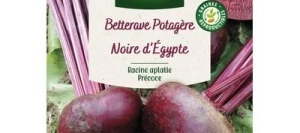 Betterave d'ÉGYPTE - VILMORIN
