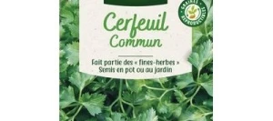 Cerfeuil Commun - VILMORIN