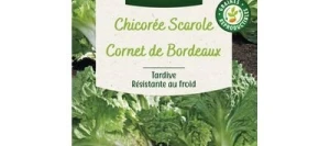 Chicorée Scarole CORNET DE BORDEAUX - VILMORIN
