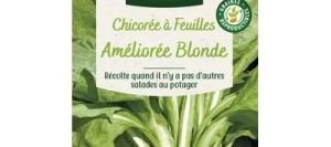 Chicorée à feuilles Améliorée BLONDE Sauvage - VILMORIN