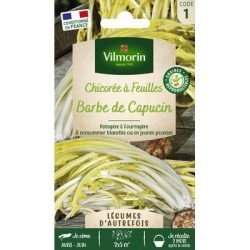 Chicorée à feuilles BARBE DE CAPUCIN Amère - VILMORIN