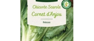 Chicorée Scarole CORNET D'ANJOU - VILMORIN