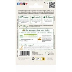 Chicorée Scarole CORNET D'ANJOU - VILMORIN