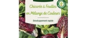 Chicorée à feuilles en Mélange - VILMORIN