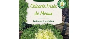Chicorée Frisée DE MEAUX - VILMORIN