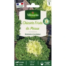 Chicorée Frisée DE MEAUX - VILMORIN