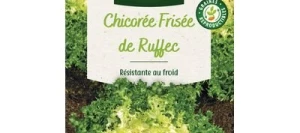 Chicorée Frisée DE RUFFEC - VILMORIN