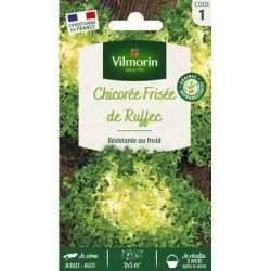 Chicorée Frisée DE RUFFEC - VILMORIN