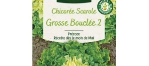 Chicorée SCAROLE Grosse Bouclée 2 - VILMORIN
