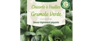 Chicorée à feuilles GRUMOLO VERDE - VILMORIN