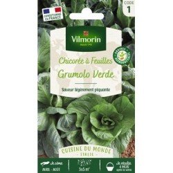 Chicorée à feuilles GRUMOLO VERDE - VILMORIN