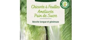 Chicorée à feuilles Améliorée PAIN DE SUCRE - VILMORIN