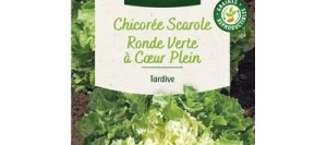 Chicorée Scarole Ronde Verte À CŒUR PLEIN - VILMORIN