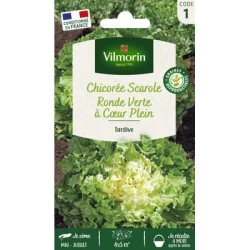 Chicorée Scarole Ronde Verte À CŒUR PLEIN - VILMORIN