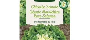 Chicorée Scarole Géante MARAÎCHÈRE SALANCA - VILMORIN